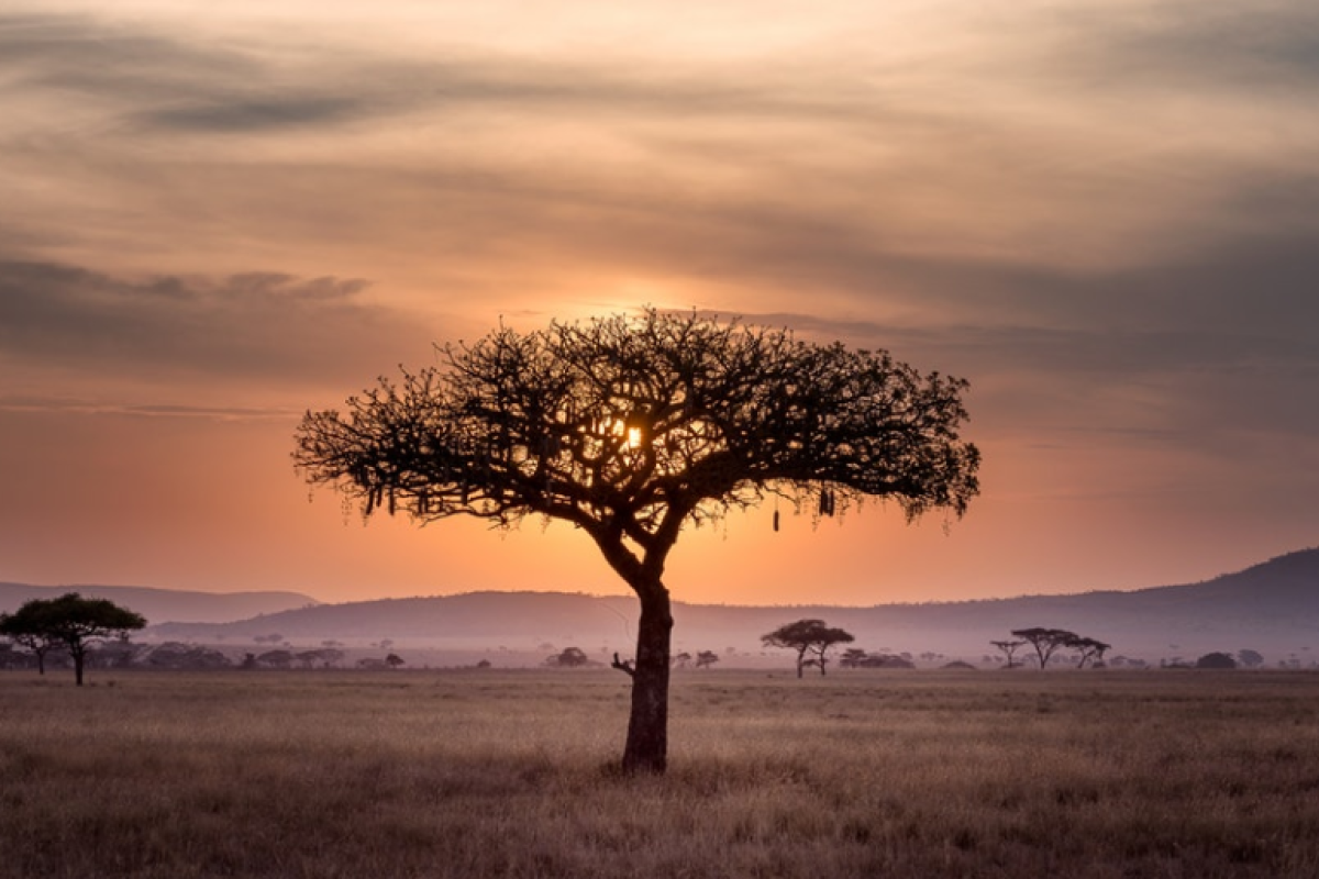 The Sahel