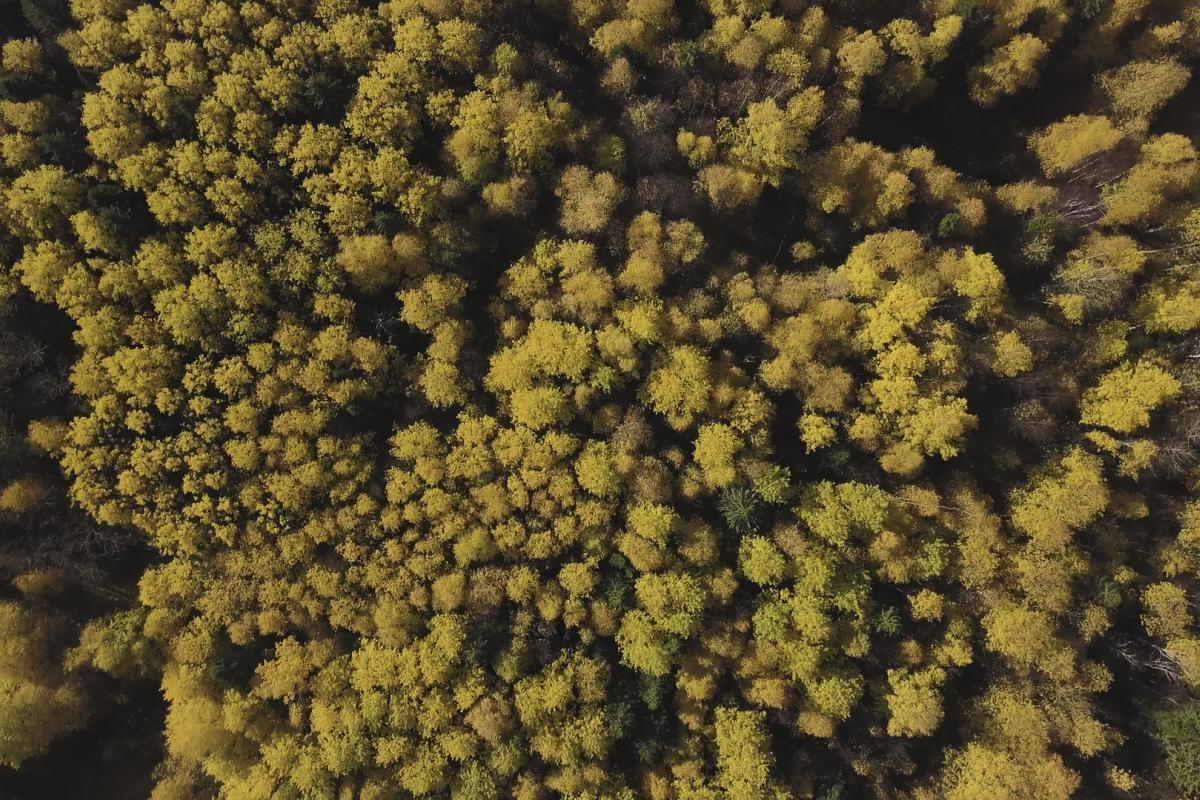 tree