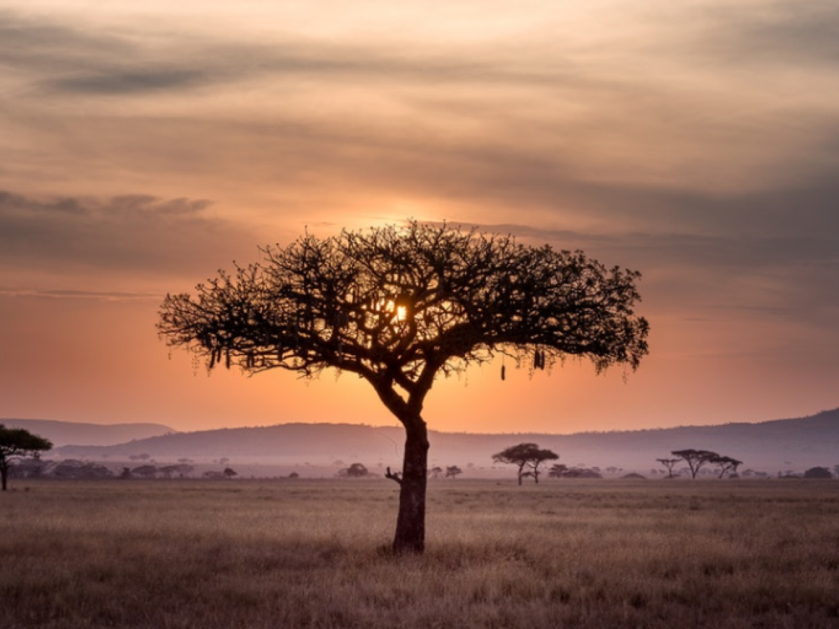The Sahel