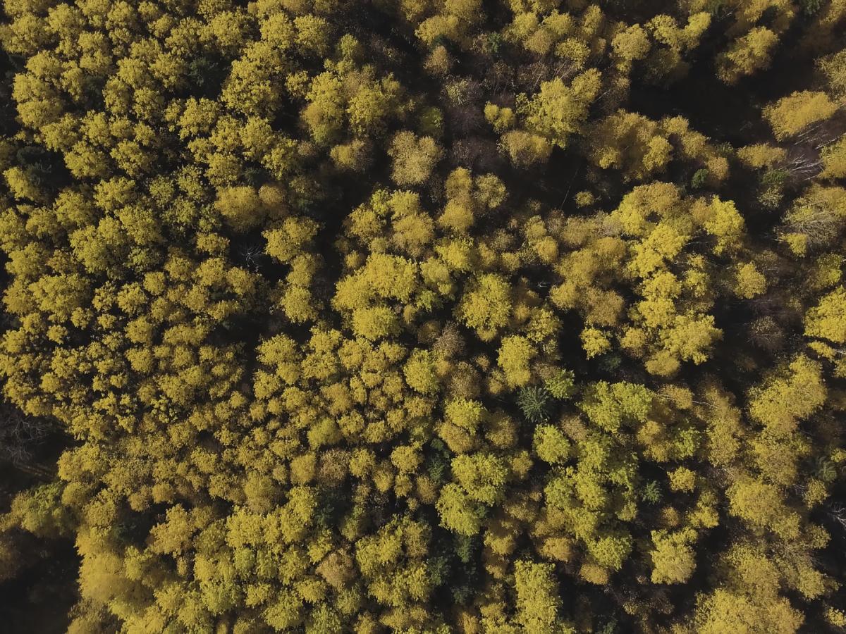tree