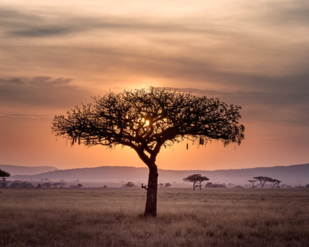 The Sahel