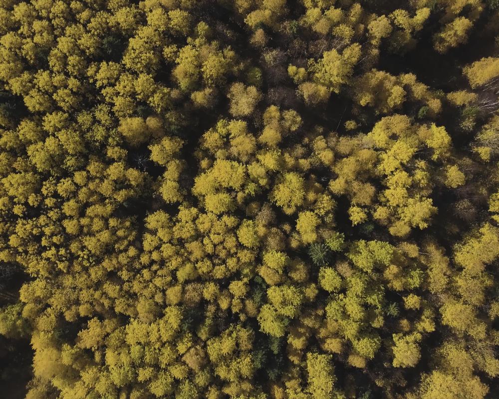 tree