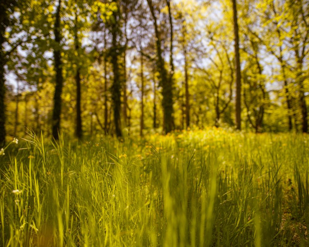 forest